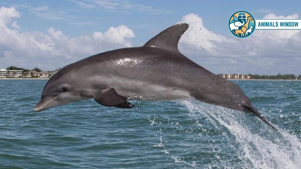 Bottlenose Dolphin Animal That Don’t Sleep