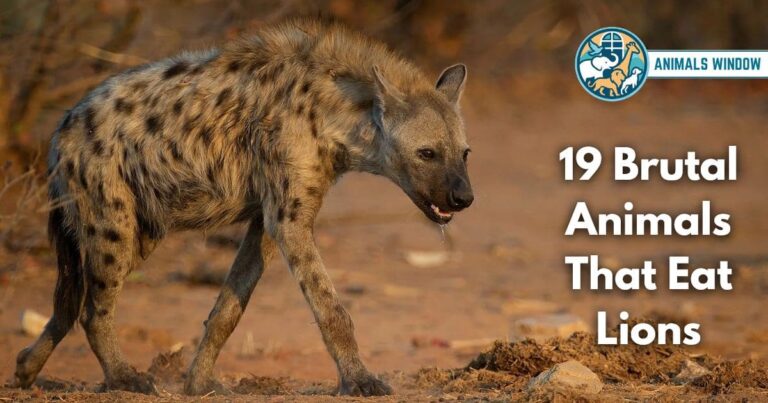 19 Brutal Animals That Eat Lions (With Pictures and Unique Facts)