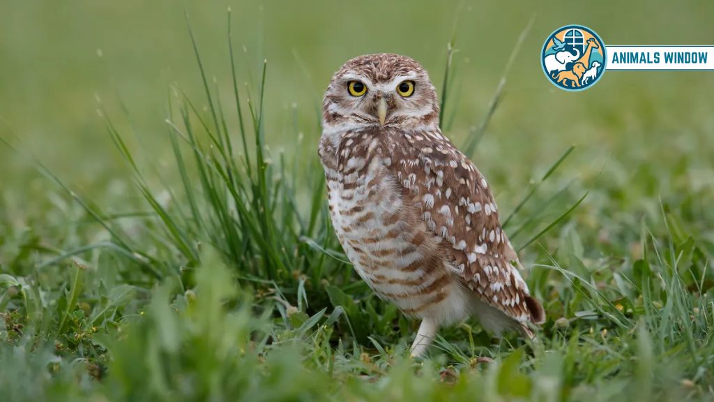 Burrowing Owl Prairie Animal