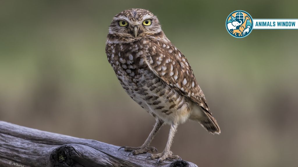 Burrowing Owl Remarkable Animals That Live in Burrows