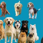 Dogs: Biology, Breeds, Intelligence, and the Science Behind Man's Best Friend