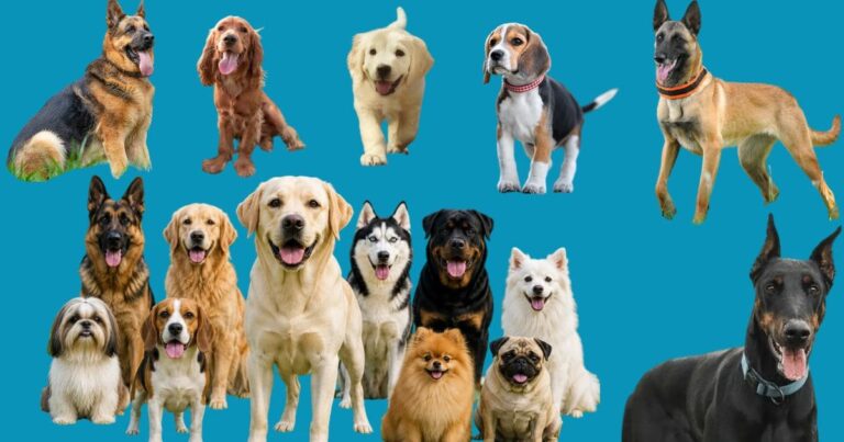 Dogs: Biology, Breeds, Intelligence, and the Science Behind Man's Best Friend