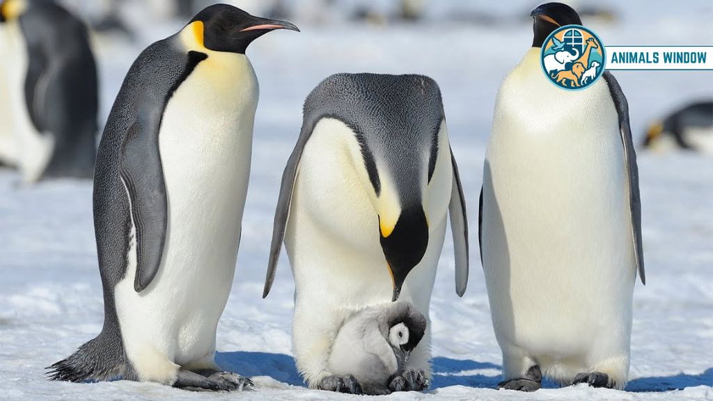 Emperor Penguin Strongest and Toughest Animal on Earth