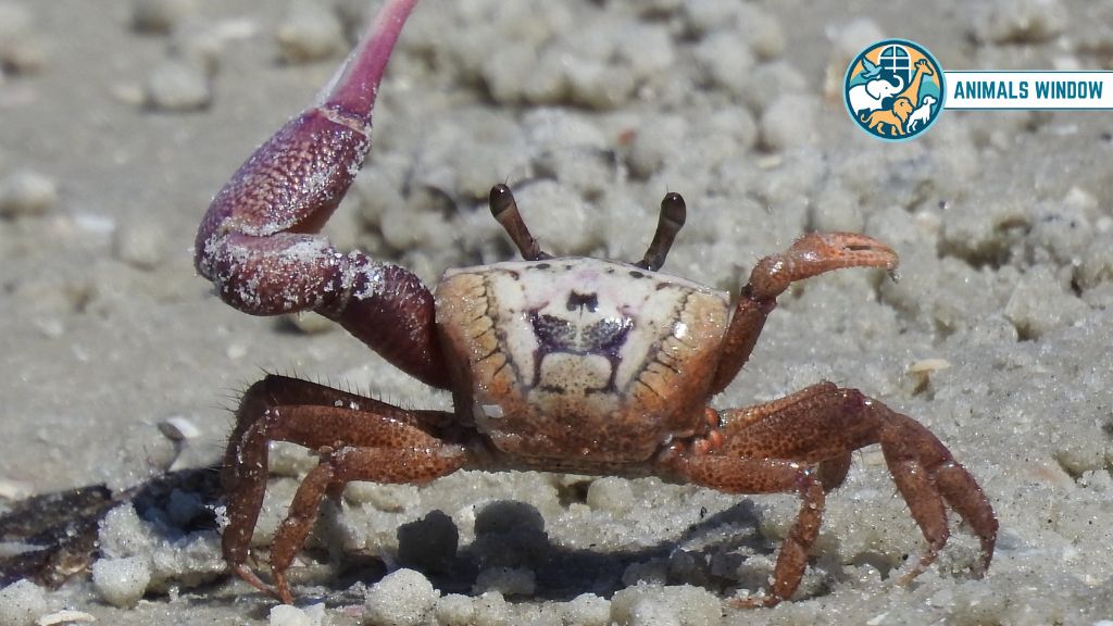 Fiddler Crab Remarkable Animal That Live in Burrows