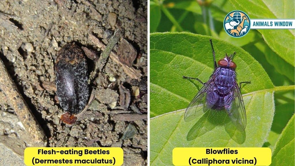 Flesh-eating Beetles & Blowflies Brutal Animal That Eat Lions