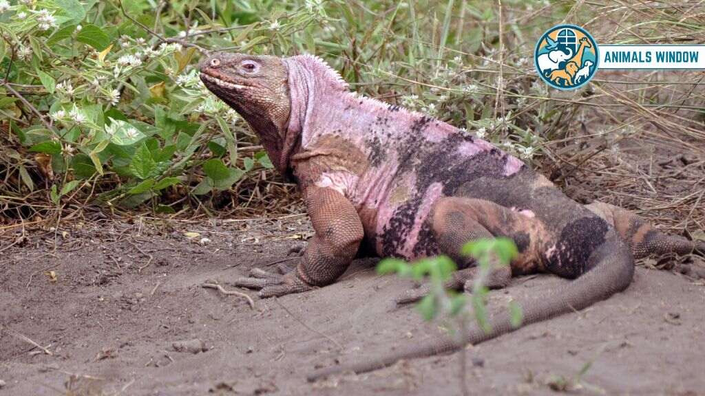 Galápagos Pink Land Iguana Real Pink Animals