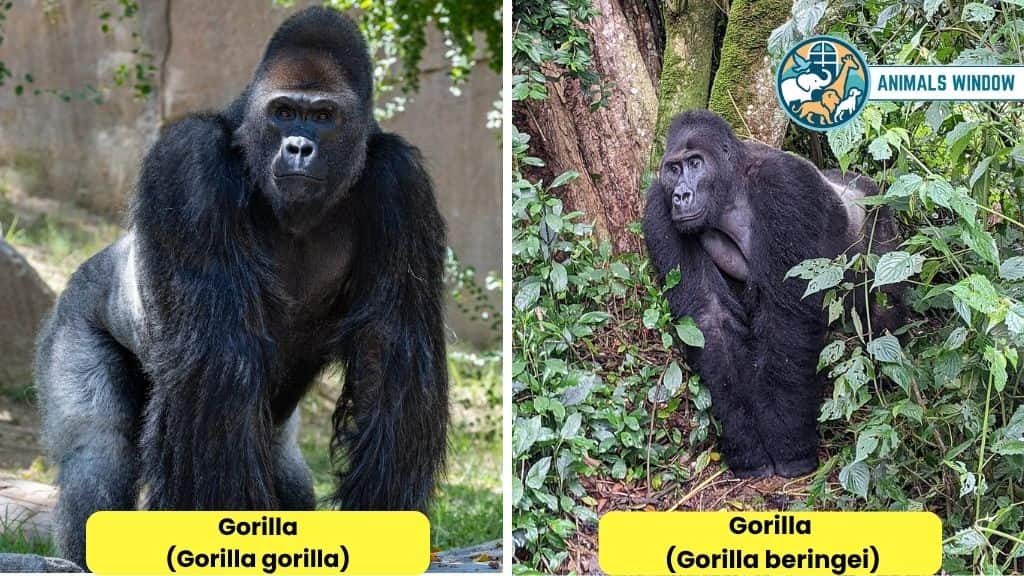 Gorilla Strongest and Toughest Animals on Earth