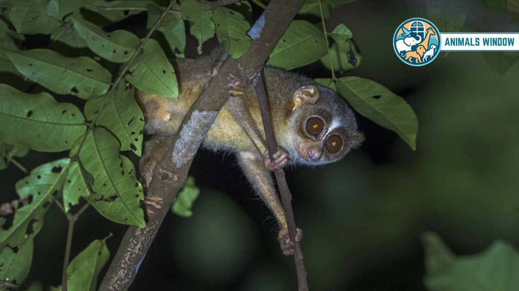 Gray Slender Loris Animal with Big Eyes