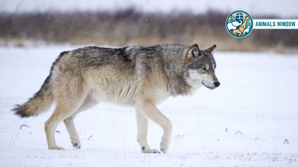 Gray Wolf Animals That Eat Humans