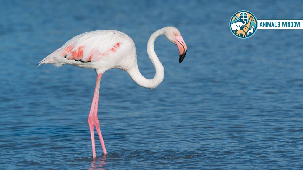 Greater Flamingo Real Pink Animal