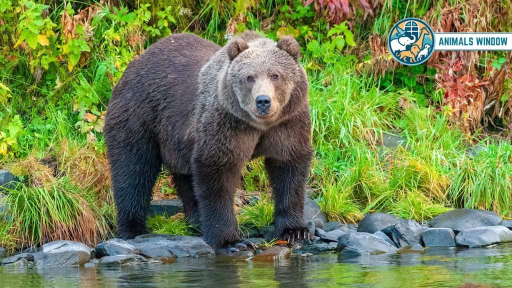 Grizzly Bear / Brown Bear Animal That Eat HumansGrizzly Bear / Brown Bear Animal That Eat Humans