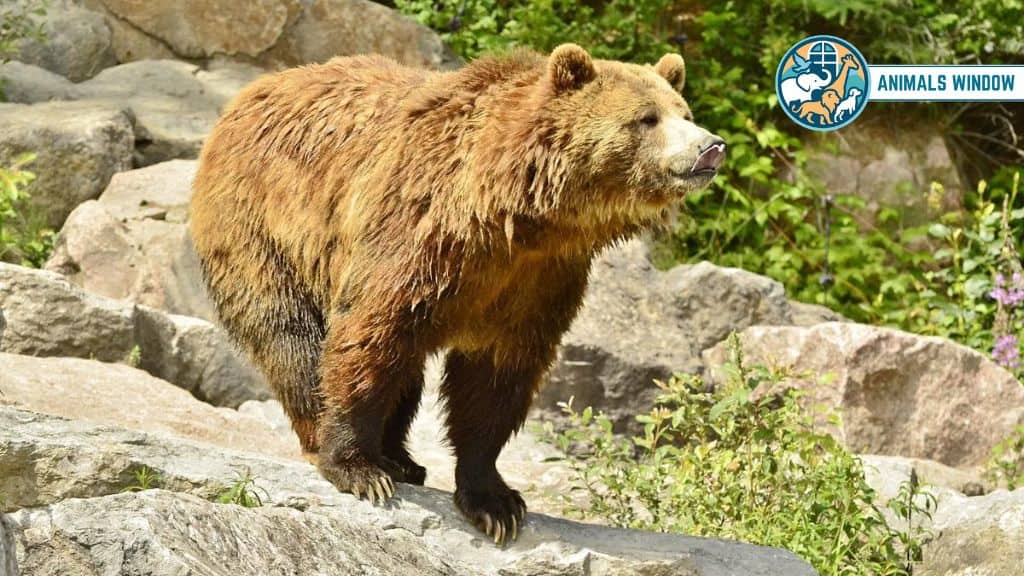 Grizzly Bear Strongest and Toughest Animal on Earth