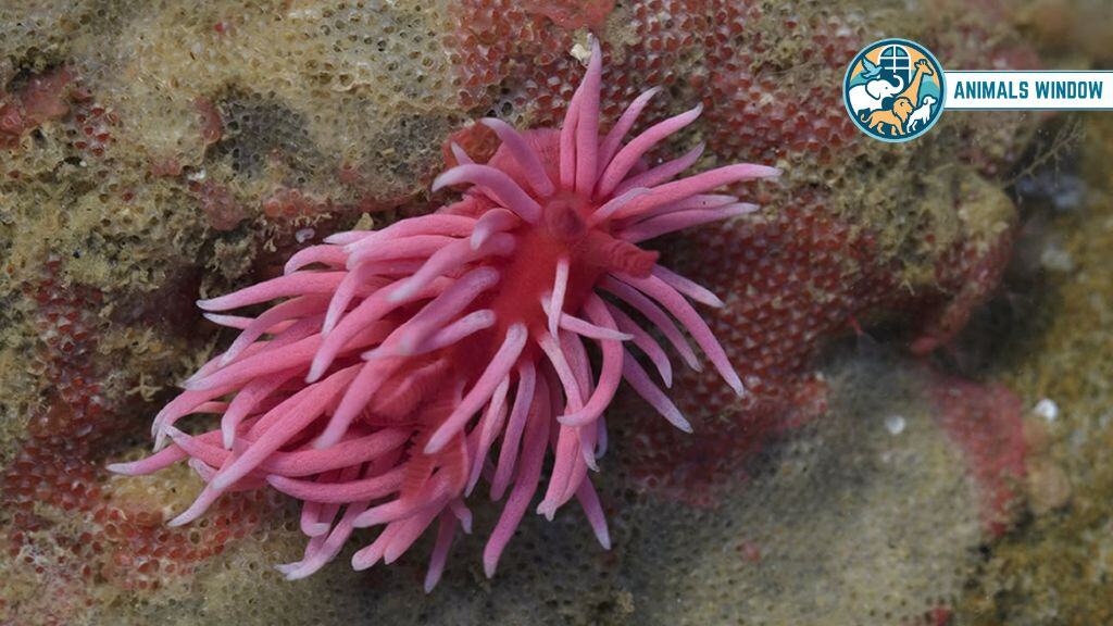 Hopkins’ Rose Nudibranch Real Pink Animal