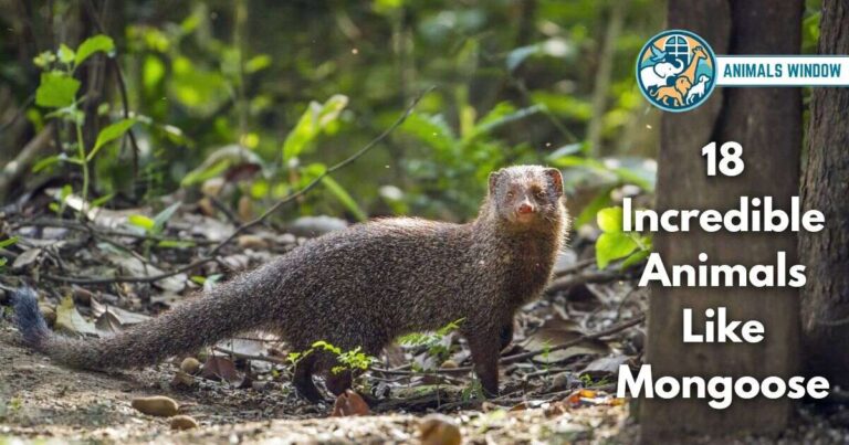 18 Incredible Animals Like Mongoose (With Pictures and Unique Facts)