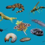 Insects and Bugs: The Most Successful Animals on Earth