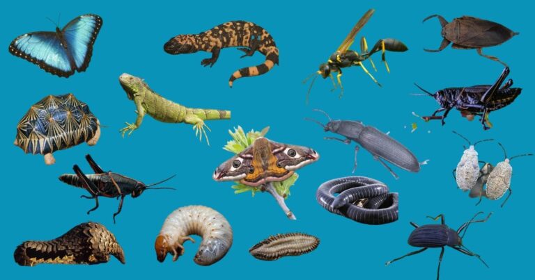 Insects and Bugs: The Most Successful Animals on Earth