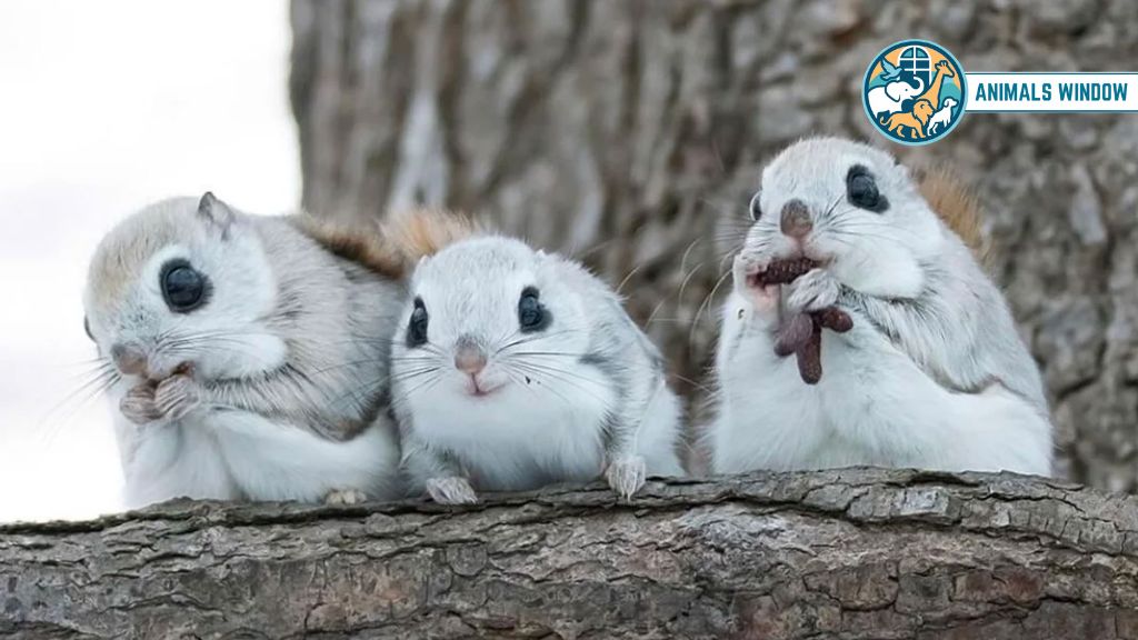 Japanese Dwarf Flying Squirrel Animals with Big Eyes