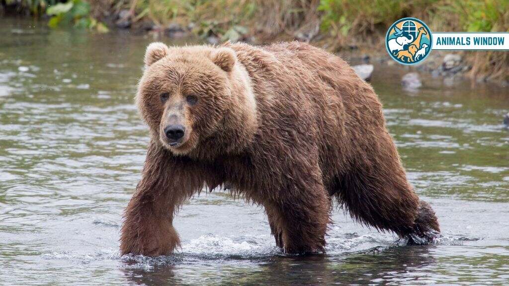 Kodiak Brown Bear Animal That Eat A Lot