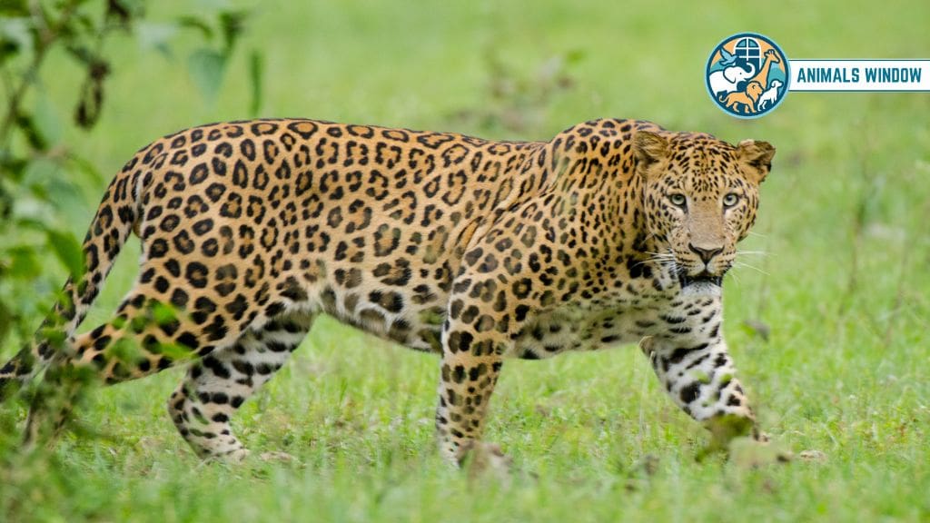 Leopard Animal That Eat Humans