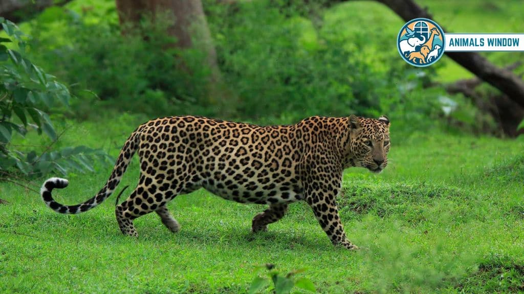 Leopard Strongest and Toughest Animal on Earth
