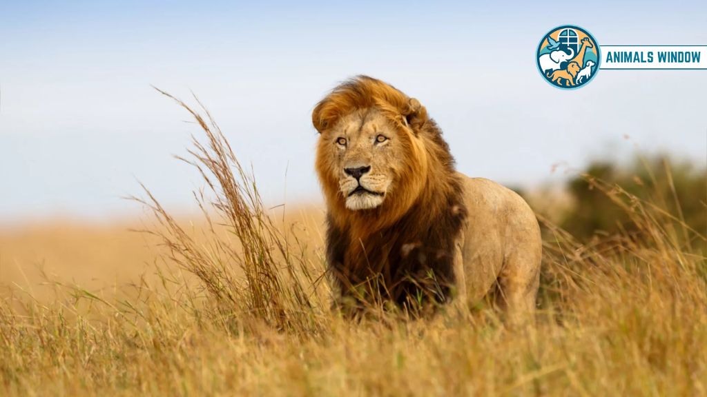 Lion Animal That Eat A Lot