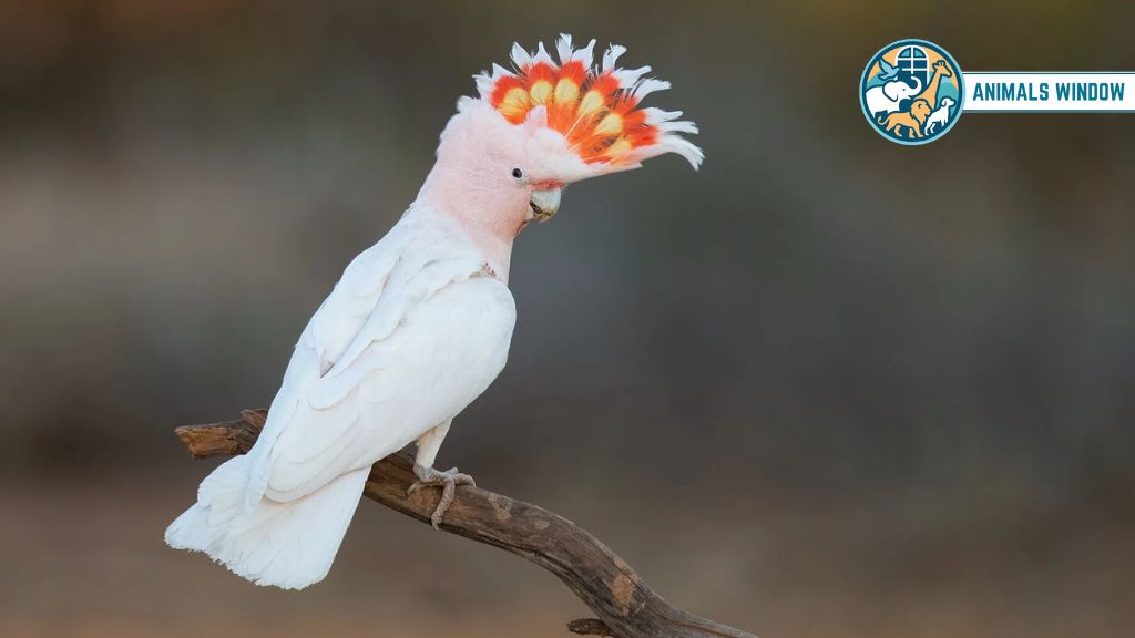 Major Mitchell’s Cockatoo Real Pink Animal