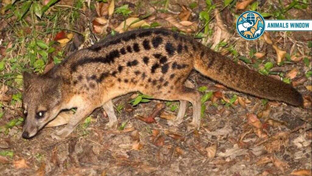 Malagasy Civet Incredible Animal Like Mongoose