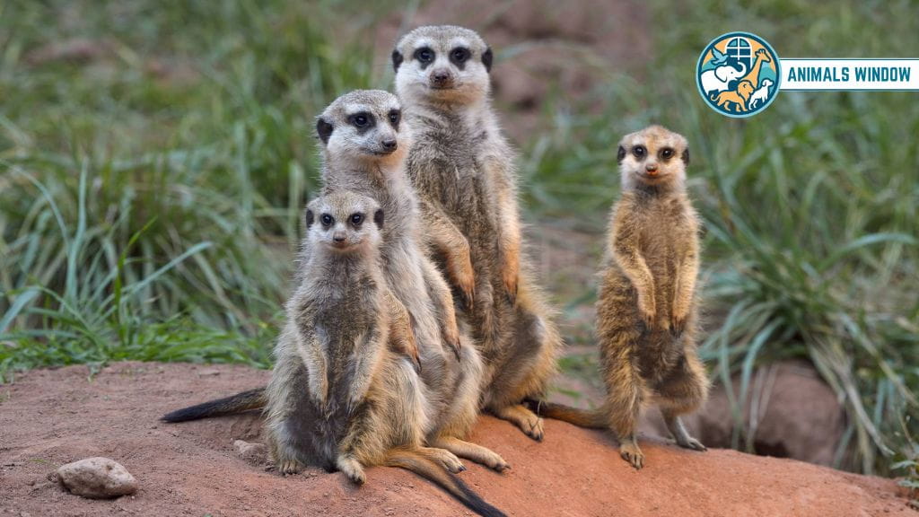 Meerkat Remarkable Animal That Live in Burrows