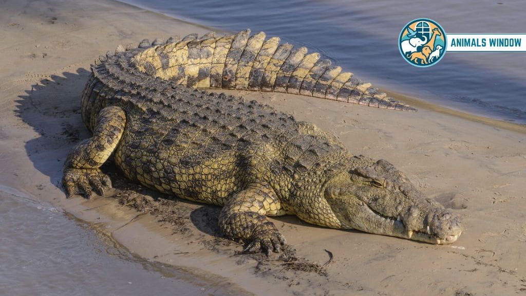 Nile Crocodile Animals That Eat Humans