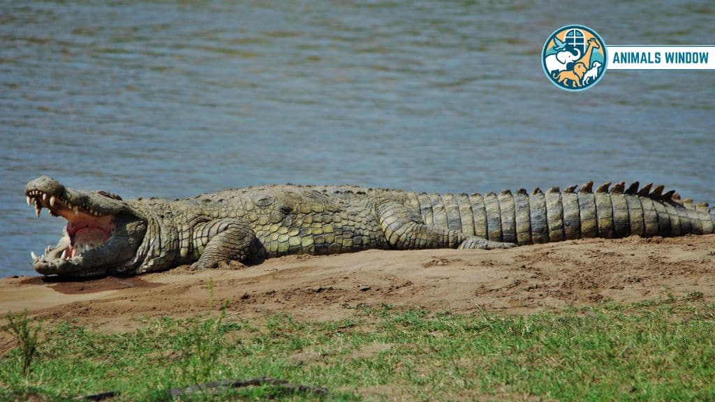 Nile Crocodiles Brutal Animal That Eat Lions