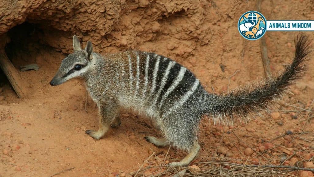 Numbat Stunning Striped Animal in the World