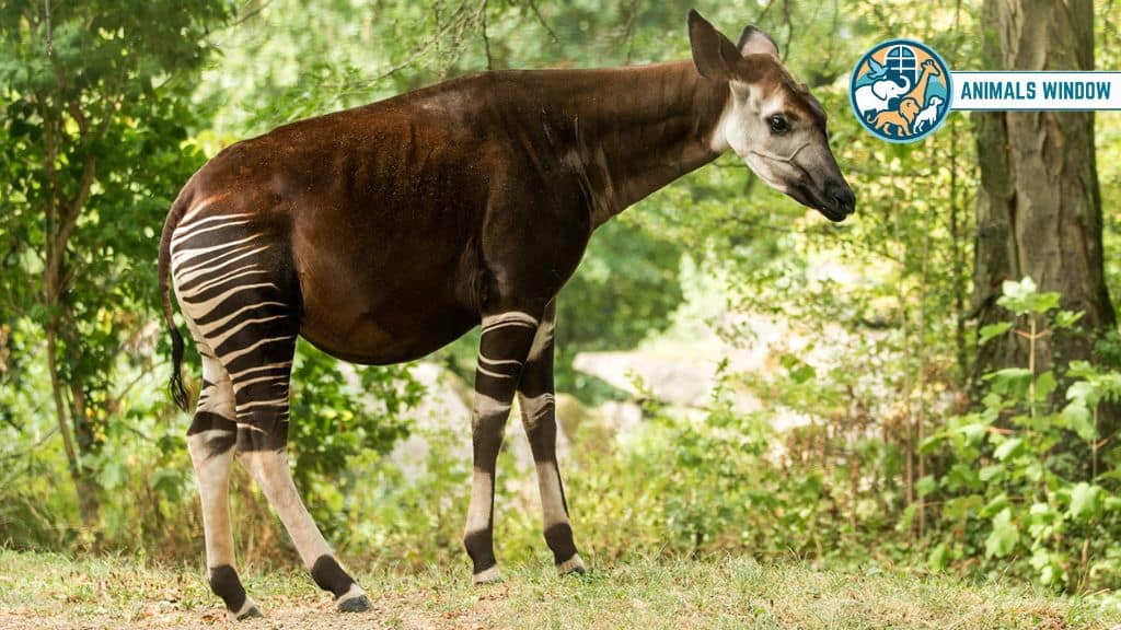 Okapi Stunning Striped Animal in the World