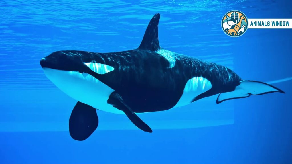 Orca / Killer Whale Animal That Don’t Sleep