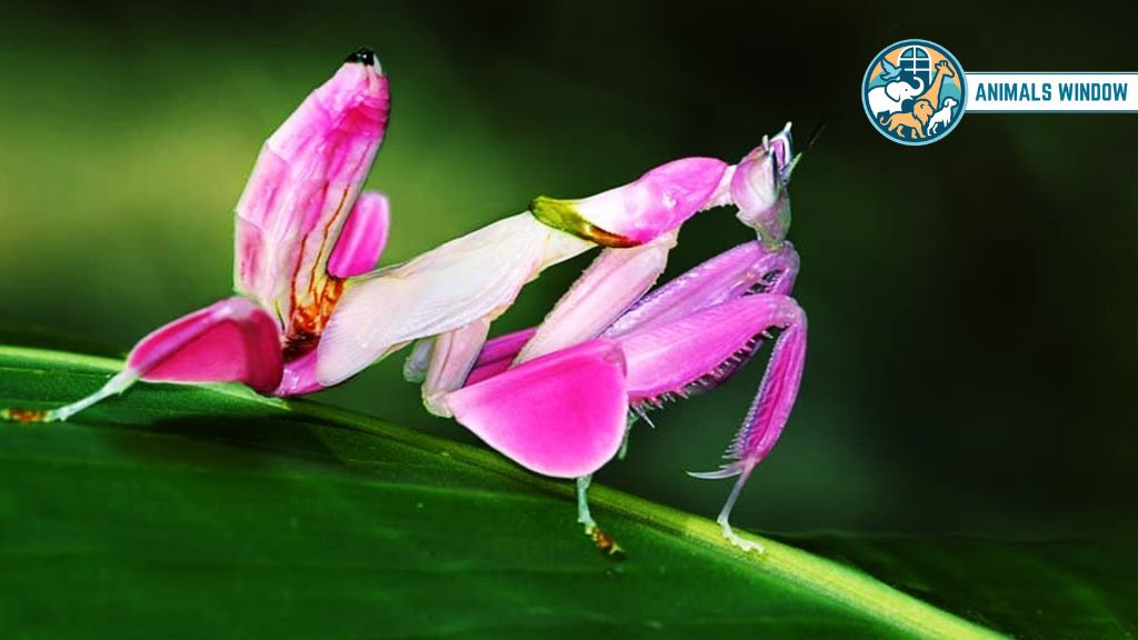 Orchid Mantis Real Pink Animal