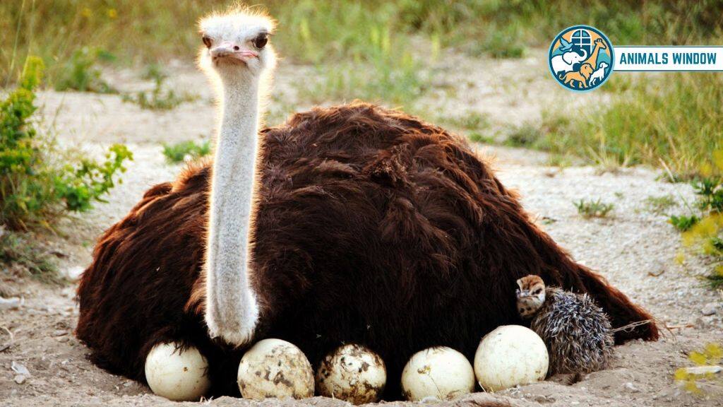 Ostrich Animal with Big Eyes