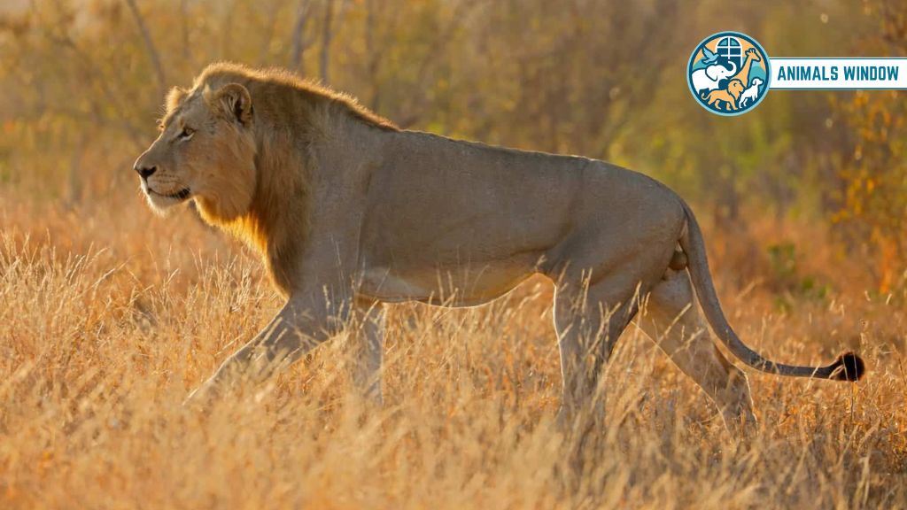 Other Lions Brutal Animal That Eat Lions