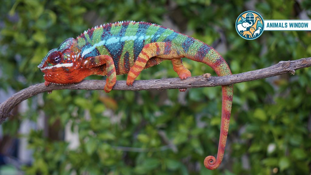 Panther Chameleon Animal with Big Eyes