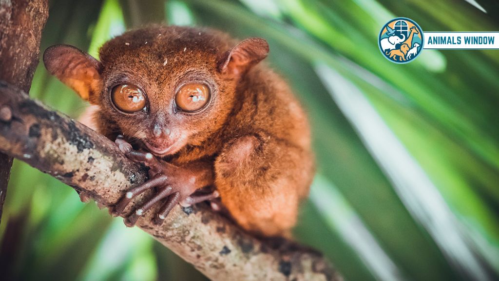 Philippine Tarsier Animal with Big Eyes