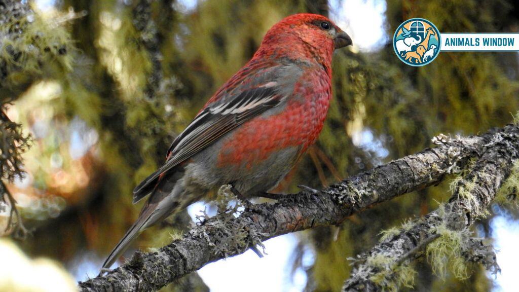 Pine Grosbeak Real Pink Animals