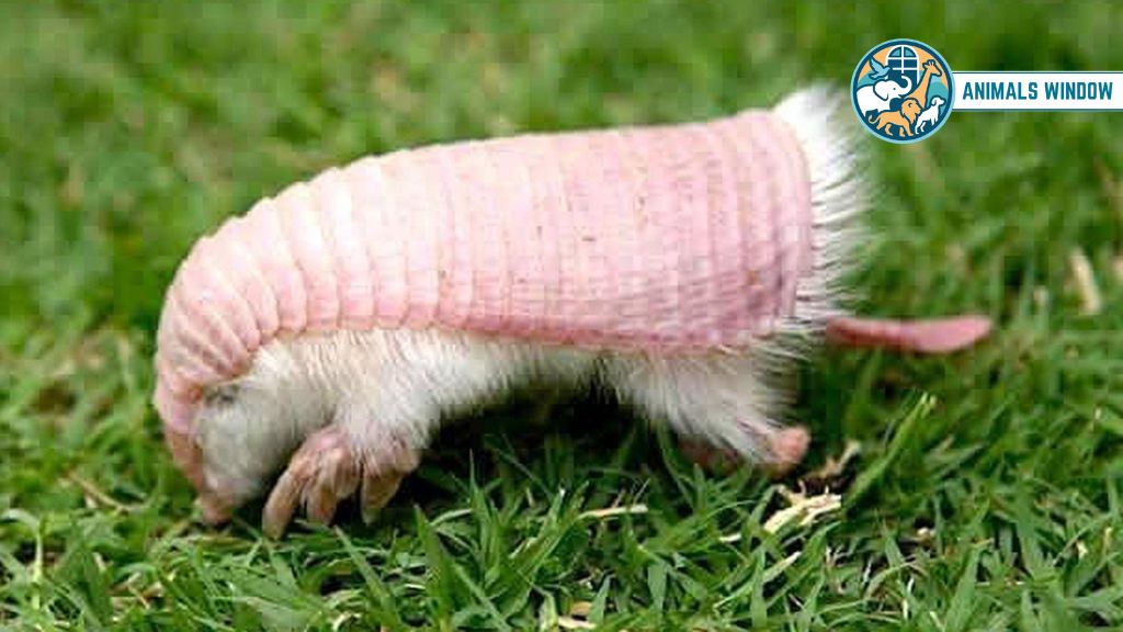 Pink Fairy Armadillo Real Pink Animals