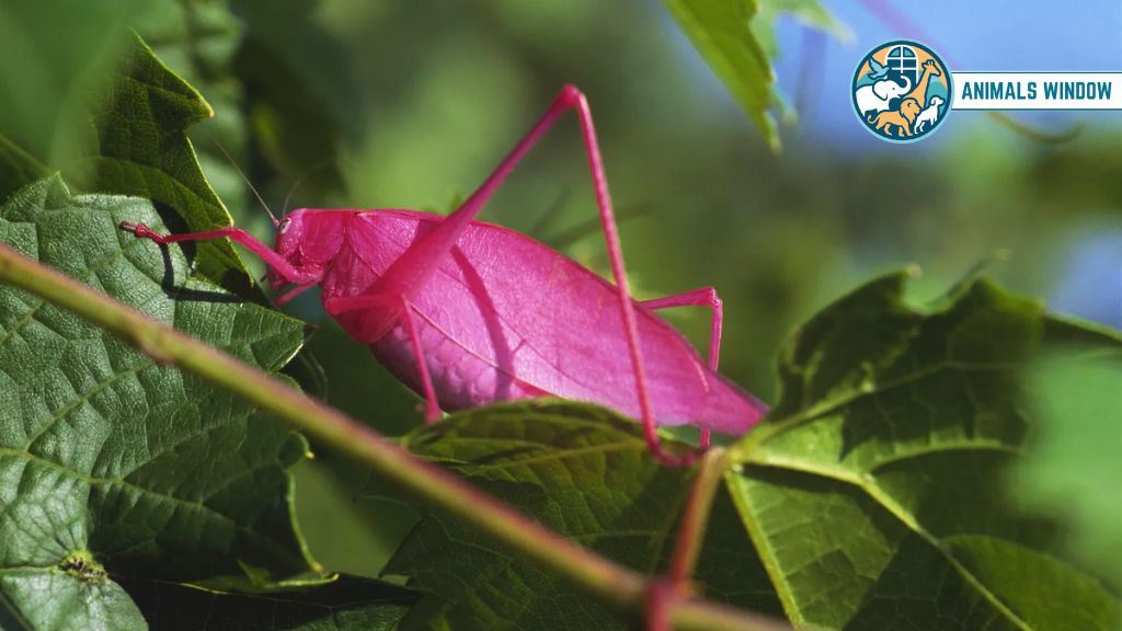 Pink Katydid Real Pink Animal