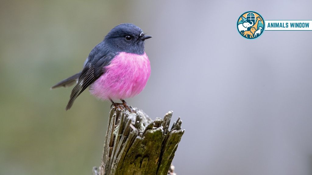 Pink Robin Real Pink Animal
