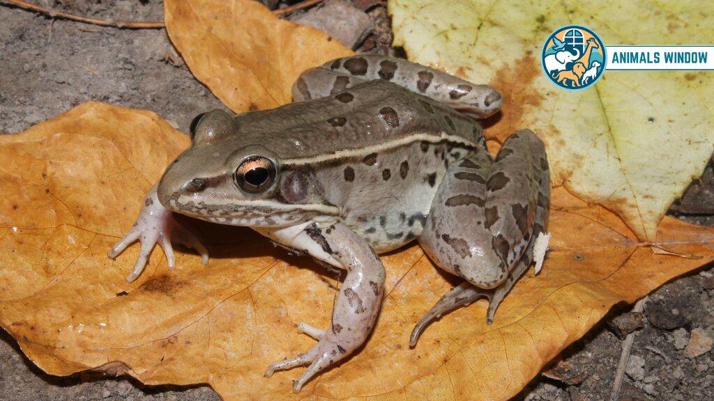Plains Leopard Frog Prairie Animal
