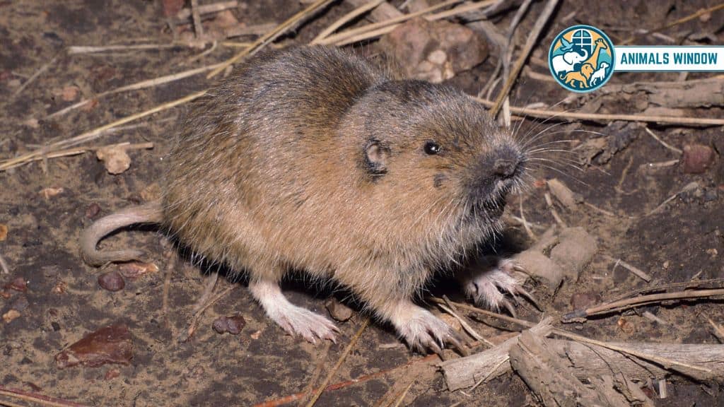 Pocket Gopher Remarkable Animal That Live in Burrows