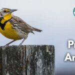 18 Prairie Animals (With Pictures and Unique Facts)