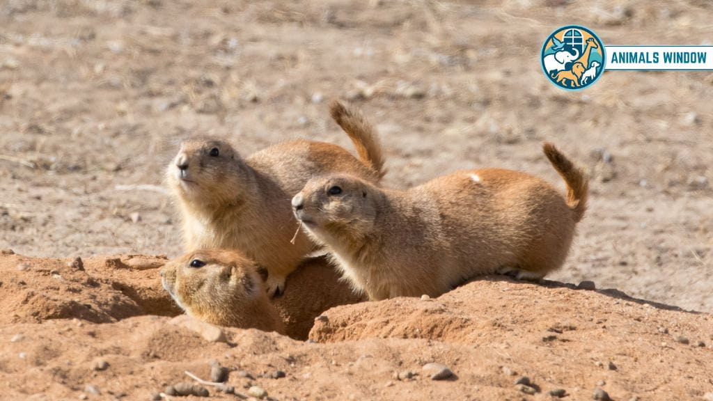Prairie Dog Remarkable Animals That Live in Burrows