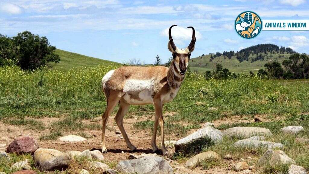Pronghorn Prairie Animal