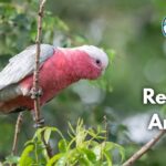 27 Real Pink Animals (Photos, Rare Species and Fun Facts)