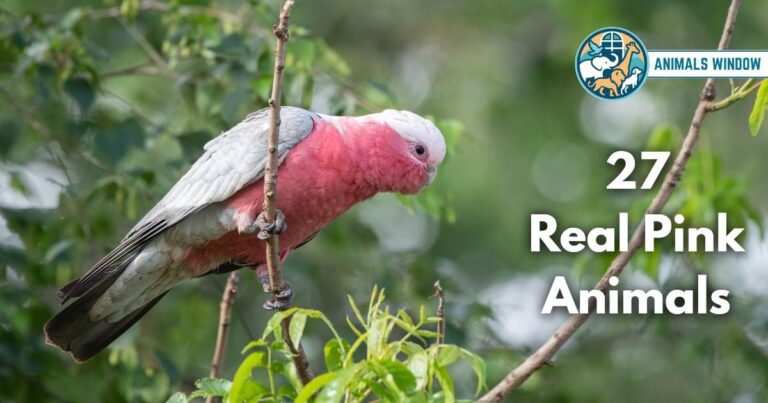 27 Real Pink Animals (Photos, Rare Species and Fun Facts)