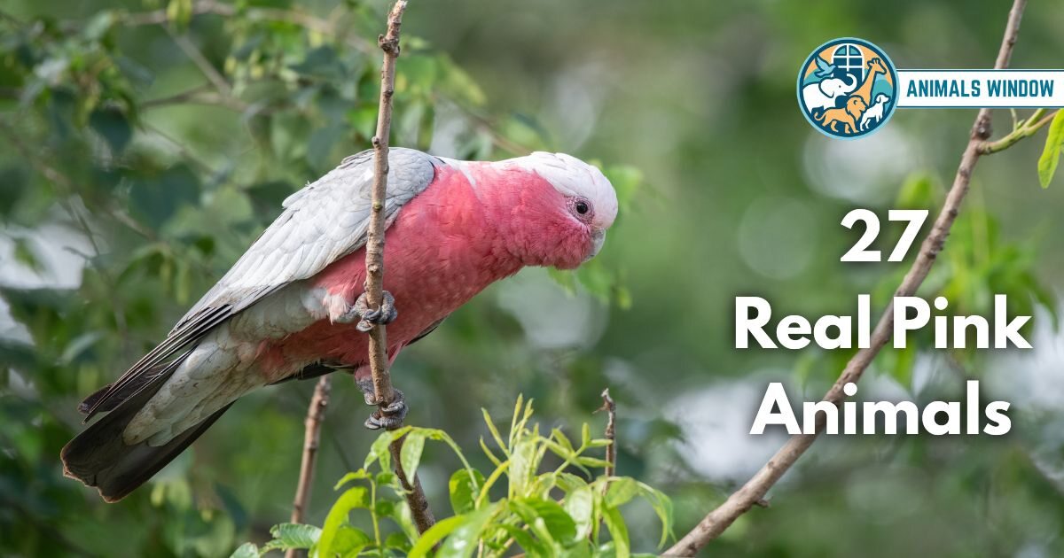 27 Real Pink Animals (Photos, Rare Species and Fun Facts)